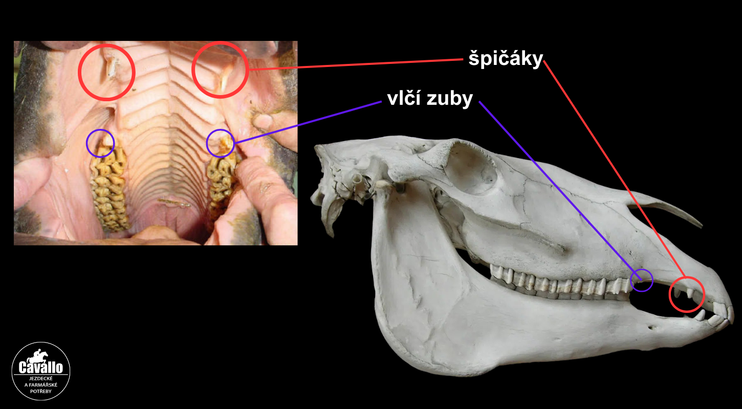 vlci-zuby